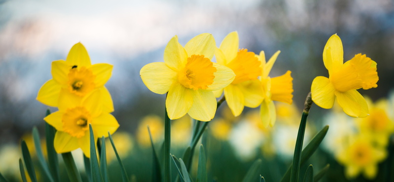 daffodils-in-a-field